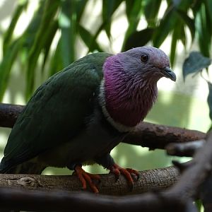 Pink-headed fruit-dove (Ptilinopus porphyreus)