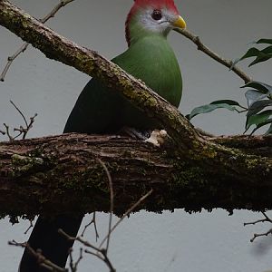 Red-crested turaco (Tauraco erythrolophus)