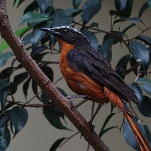 White-crowned robin-chat (Cossypha albicapillus)