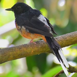 White-rumped Shama (Copsychus malabaricus)