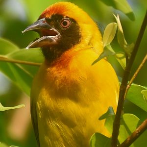 Vitelline Masked Weaver (Ploceus vitellinus)
