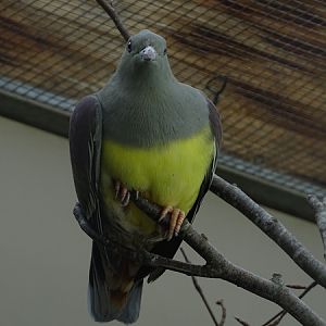 Bruce's green pigeon (Treron waalia)