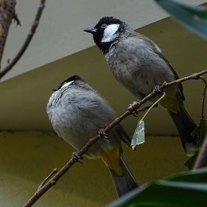 White-eared bulbul (Pycnonotus leucotis)