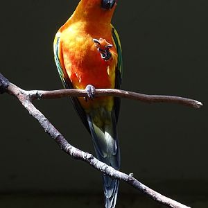 Sun parakeet (Aratinga solstitialis)