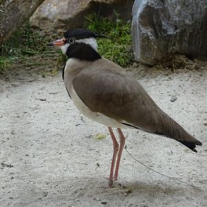 Black-headed lapwing (Vanellus tectus)