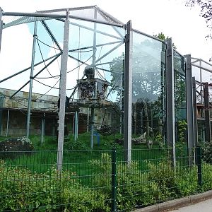 Chimpanzee House: Chimpanzee outdoor enclosure
