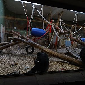Chimpanzee House: Chimpanzee indoor enclosure