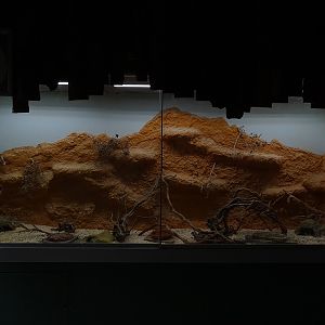 Chimpanzee House: Spinifex hopping mouse enclosure