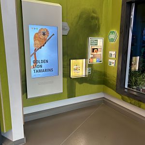 Golden Lion Tamarin Kiosk