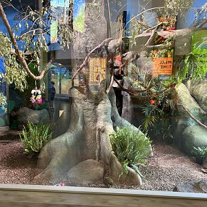 Golden Lion Tamarin/Crested Wood Partridge