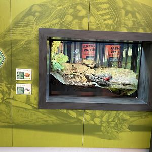 Spotted/Eastern Box Turtle