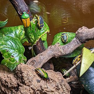 Flower Chafer and Sun Beetle