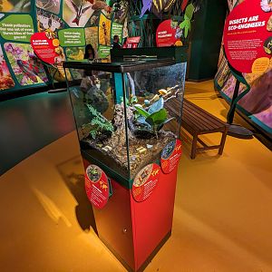 Flower Chafer and Sun Beetle