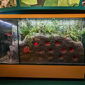 Texas Leafcutter Ants