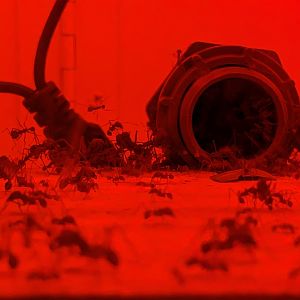 Texas Leafcutter Ants