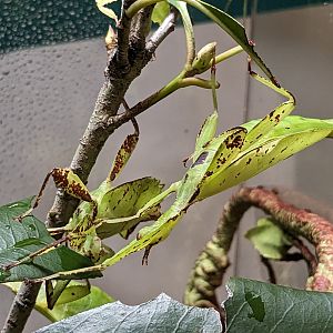 Leaf Insect