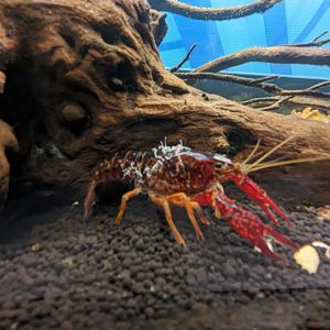 Crayfish