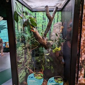 Jumping stick, giant Malaysian katydid