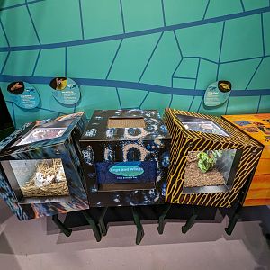 Grey flesh fly, blue bottle fly