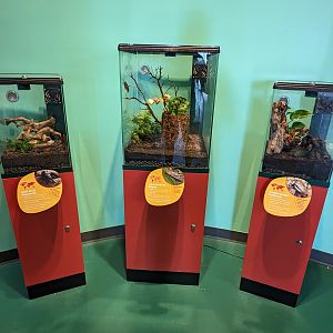 Giant black stag beetle, Asian bi-colored katydid, orange headed cockroach