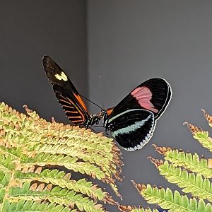 Butterfly garden