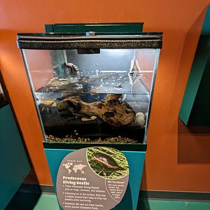 Predacious diving beetle