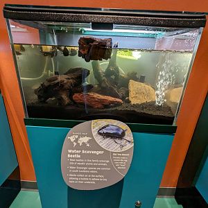 Water-scavenger beetle