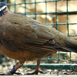 Blue-headed quail-dove