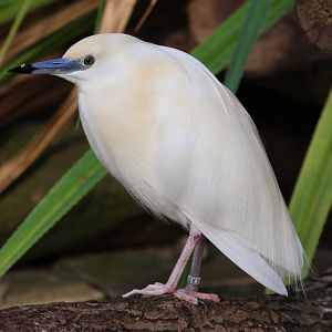 Madagascar pond-heron