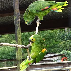 Blue-fronted Amazons Bertie and Echo, 25th July 2024