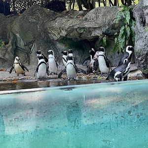 African Penguin (Spheniscus demersus)