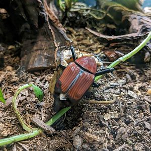 Malaysian Giant Weevil