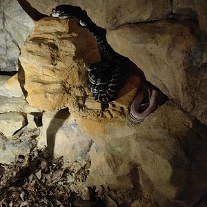 Jungle Carpet Python And Cave Racers