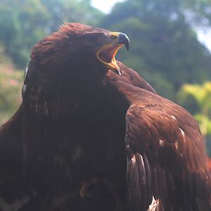 Asian golden eagle (Aquila chrysaetos daphanea)