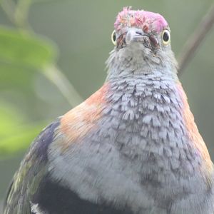 Superb fruit dove (Ptilinopus superbus superbus)
