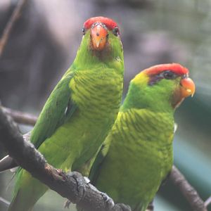 Iris lorikeet (Saudareos iris iris)