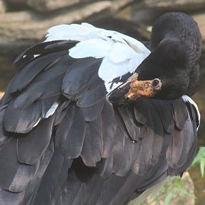 Magpie goose (Anseranas semipalmata)