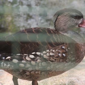 Spotted whistling duck (Dendrocygna guttata)