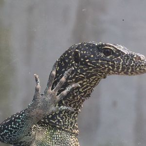 Blue-tailed monitor (Varanus doreanus)