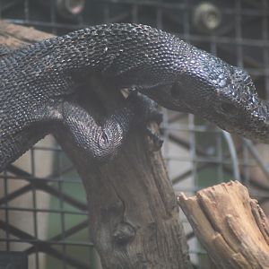 Black tree monitor (Varanus beccarii)