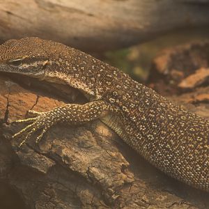 Timor monitor (Varanus timorensis)