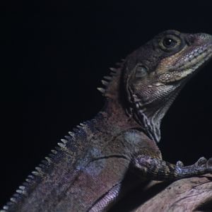 Gariau forest dragon (Hypsilurus magnus)