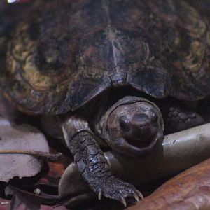 Sulawesi forest turtle (Leucocephalon yuwonoi)