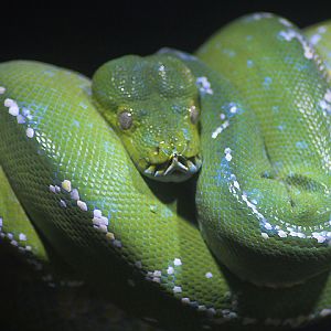 Northern green tree python (Morelia azurea pulcher)