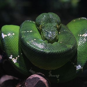 Emerald tree boa (Corallus caninus)