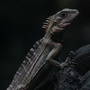 Northern forest dragon (Hypsilurus godeffroyi)