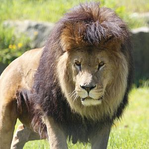 Male Lion Hugo at Folly Farm