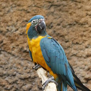 Blue throated macaw