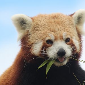 Red panda at Folly Farm