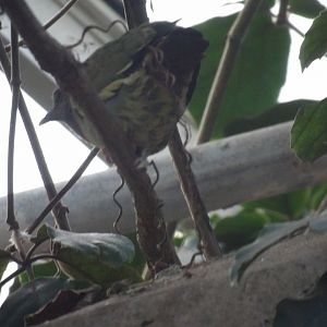 mystery bird id help - Fort Worth Zoo - Gorilla Aviary
